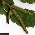 SpeciesSub: subsp. albosinensis